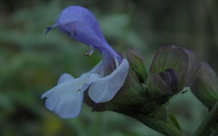 Salvia pomifera