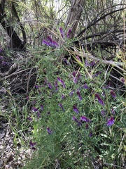 Vicia villosa