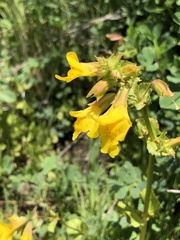 Erythranthe guttata