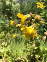 Erythranthe guttata