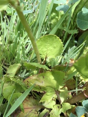 Erythranthe guttata