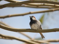 Passer hispaniolensis hispaniolensis