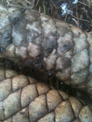 Piceomphale bulgarioides