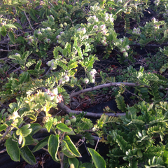 Osteomeles anthyllidifolia