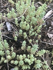 Sedum nuttallii