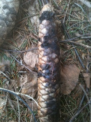 Piceomphale bulgarioides