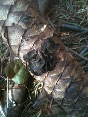 Piceomphale bulgarioides