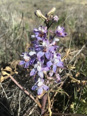 Delphinium recurvatum