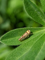 Colladonus montanus reductus