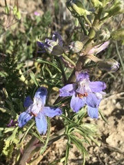 Delphinium recurvatum
