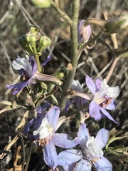 Delphinium recurvatum