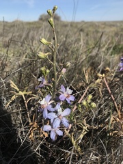 Delphinium recurvatum