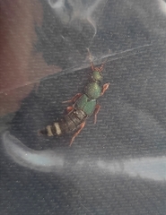 Platydracus fulvipes