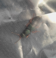 Platydracus fulvipes