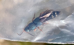 Platydracus fulvipes