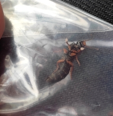 Platydracus fulvipes