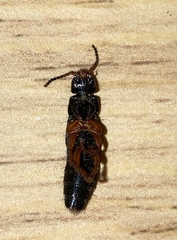 Platydracus fulvipes
