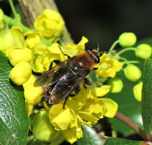 Bumblebee Catkin Fly photo 4