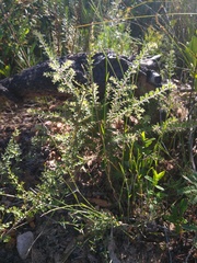 Persoonia hirsuta evoluta