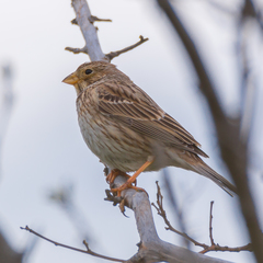 Emberiza calandra