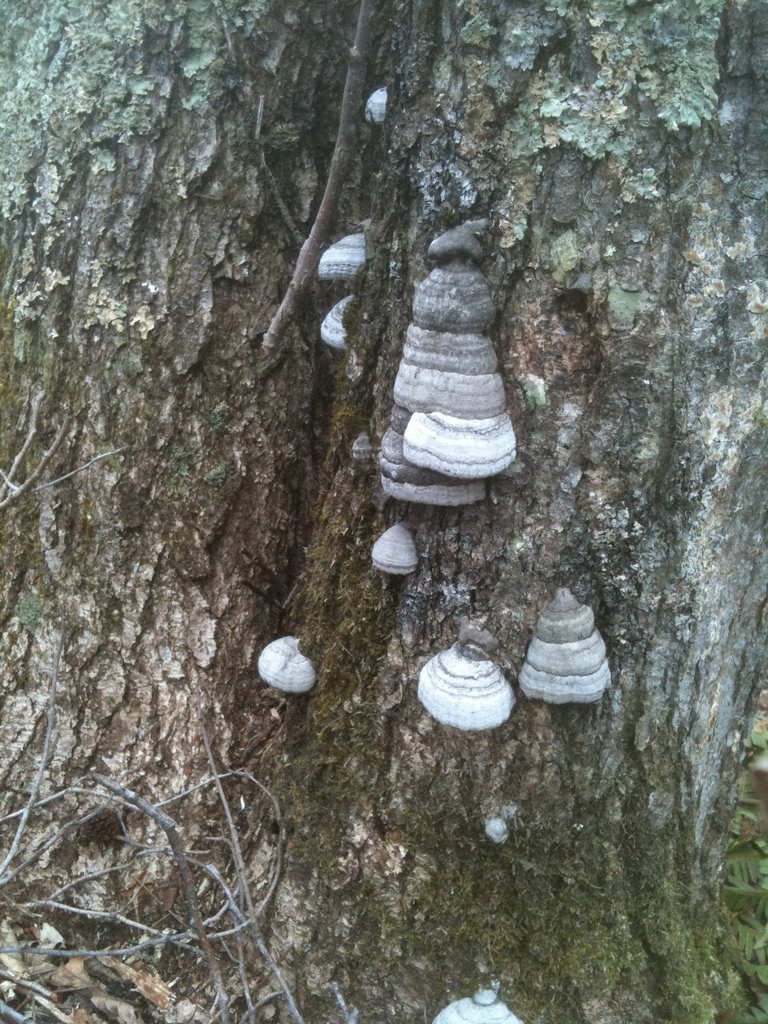 Fomes fomentarius · May 2010 · photo: © atsushi_nakajima_cirque (iNaturalist, cc-by)