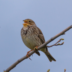 Emberiza calandra