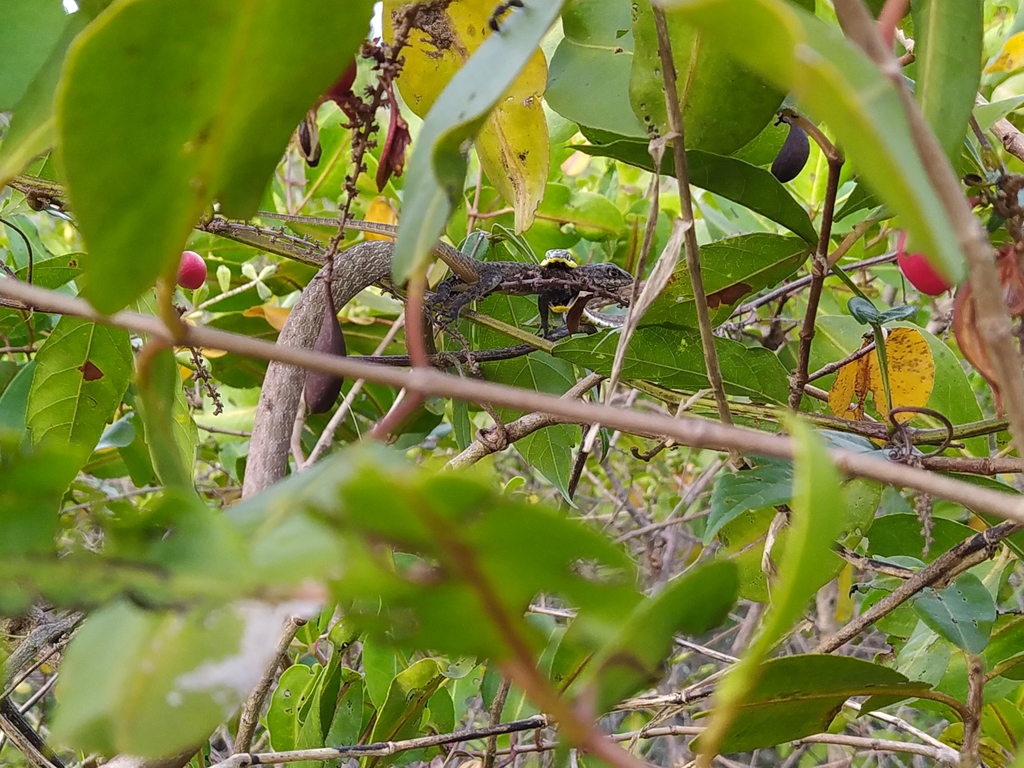 Brown Vinesnake from Goiana - PE, Brasil on March 29, 2022 at 03:07 PM ...