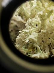 Cladonia boryi