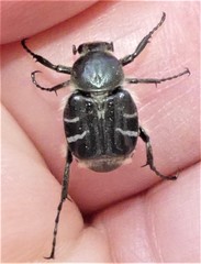 Trichiotinus texanus