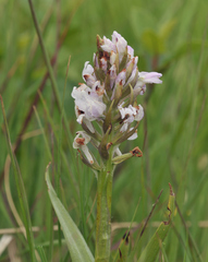 Dactylorhiza majalis sphagnicola