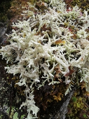 Cladonia boryi