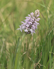 Dactylorhiza majalis sphagnicola