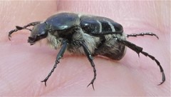 Trichiotinus texanus