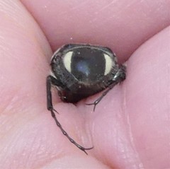 Trichiotinus texanus