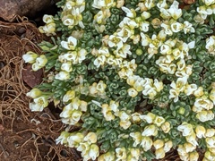 Cusickiella douglasii