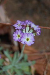 Primula specuicola