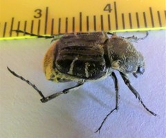 Trichiotinus texanus