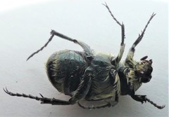 Trichiotinus texanus