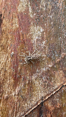 Menemerus bivittatus