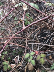 Rubus bifrons