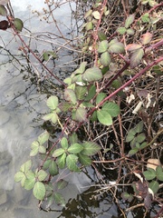 Rubus bifrons