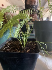 Lycopodium deuterodensum