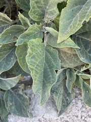 Datura wrightii