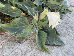 Datura wrightii