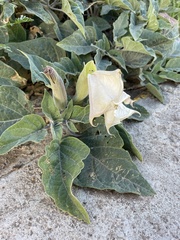 Datura wrightii