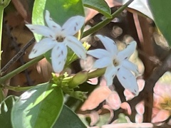 Jasminum dichotomum