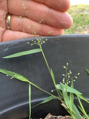 Dichanthelium patulum