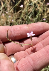 Stephanomeria pauciflora