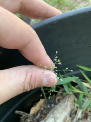 Dichanthelium patulum