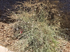 Stephanomeria pauciflora